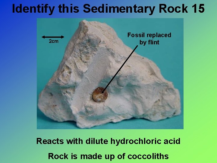 Identify this Sedimentary Rock 15 2 cm Fossil replaced by flint Reacts with dilute