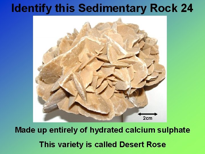 Identify this Sedimentary Rock 24 2 cm Made up entirely of hydrated calcium sulphate