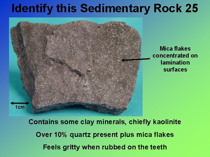 Identify this Sedimentary Rock 25 Mica flakes concentrated on lamination surfaces 1 cm Contains
