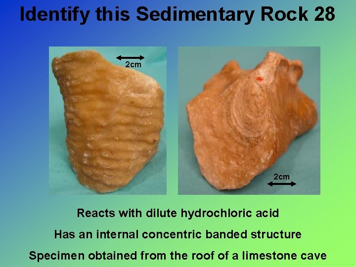 Identify this Sedimentary Rock 28 2 cm Reacts with dilute hydrochloric acid Has an