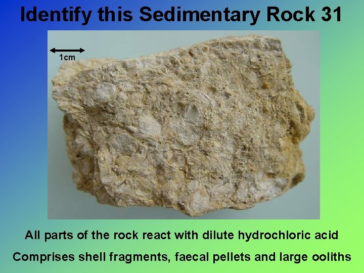 Identify this Sedimentary Rock 31 1 cm All parts of the rock react with