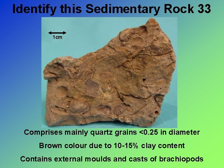 Identify this Sedimentary Rock 33 1 cm Comprises mainly quartz grains <0. 25 in