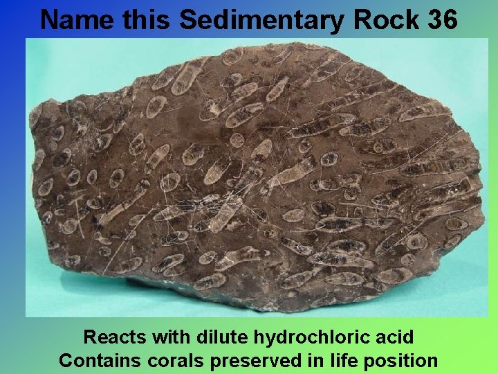 Name this Sedimentary Rock 36 Reacts with dilute hydrochloric acid Contains corals preserved in