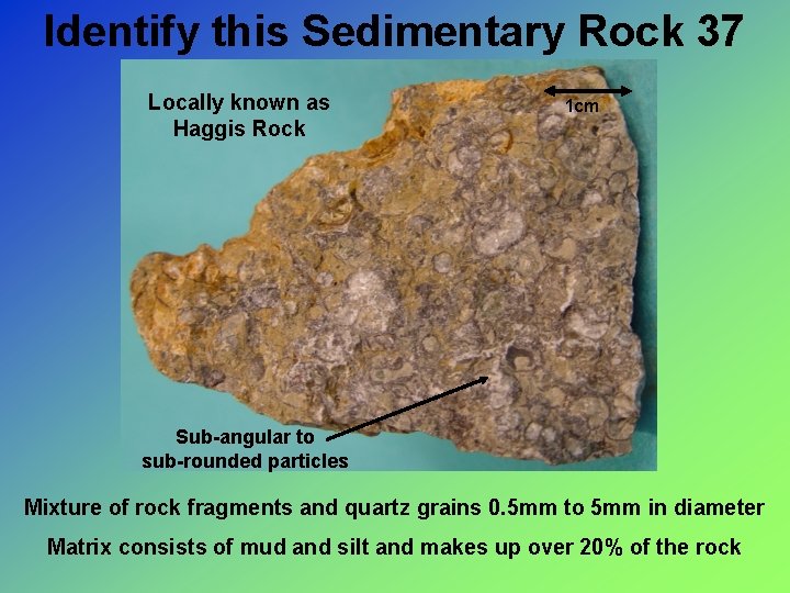 Identify this Sedimentary Rock 37 Locally known as Haggis Rock 1 cm Sub-angular to