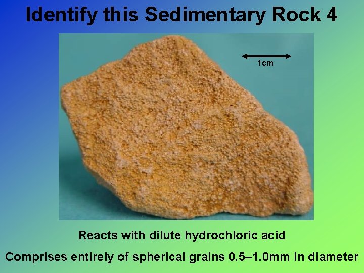 Identify this Sedimentary Rock 4 1 cm Reacts with dilute hydrochloric acid Comprises entirely