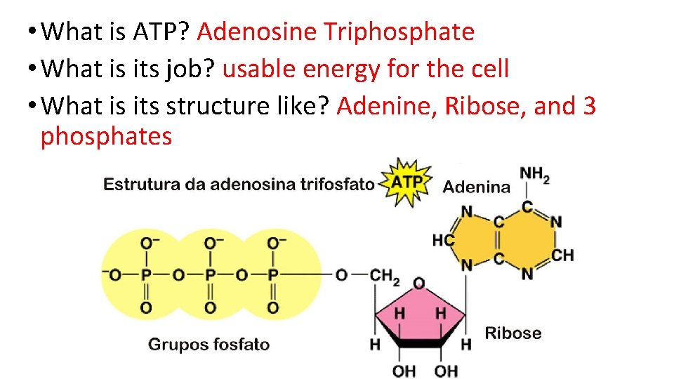 • What is ATP? Adenosine Triphosphate • What is its job? usable energy • What is ATP? Adenosine Triphosphate • What is its job? usable energy