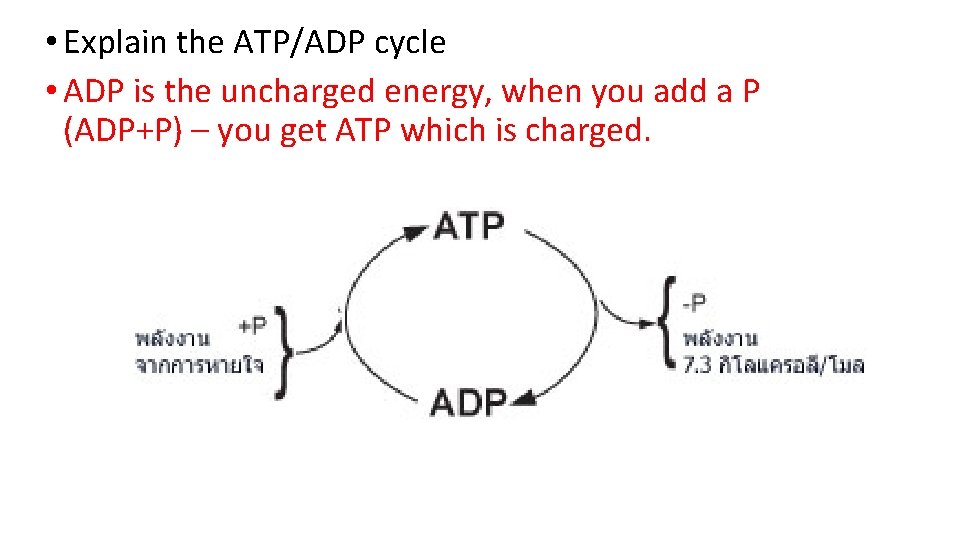 • Explain the ATP/ADP cycle • ADP is the uncharged energy, when you • Explain the ATP/ADP cycle • ADP is the uncharged energy, when you