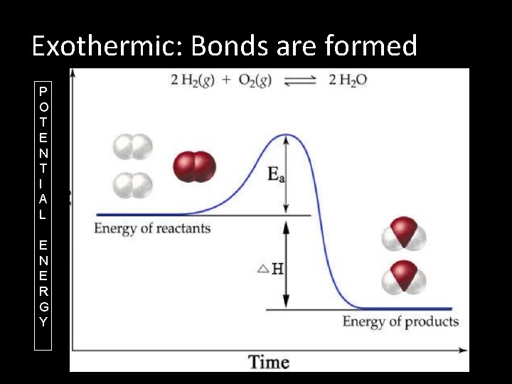 Exothermic: Bonds are formed P O T E N T I A L E Exothermic: Bonds are formed P O T E N T I A L E
