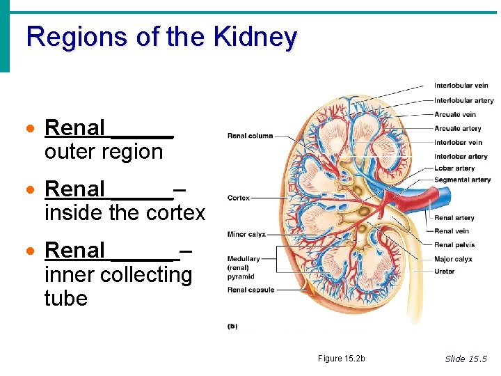 Regions of the Kidney · Renal _____ outer region · Renal _____– inside the