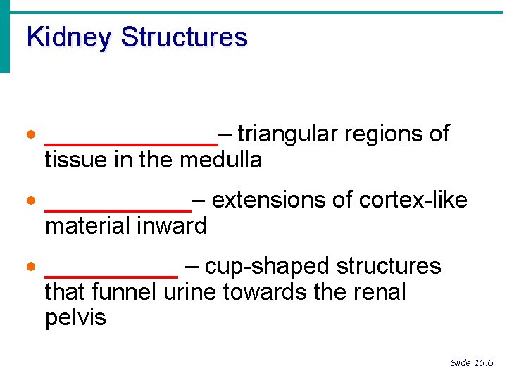 Kidney Structures · _______– triangular regions of tissue in the medulla · ______– extensions