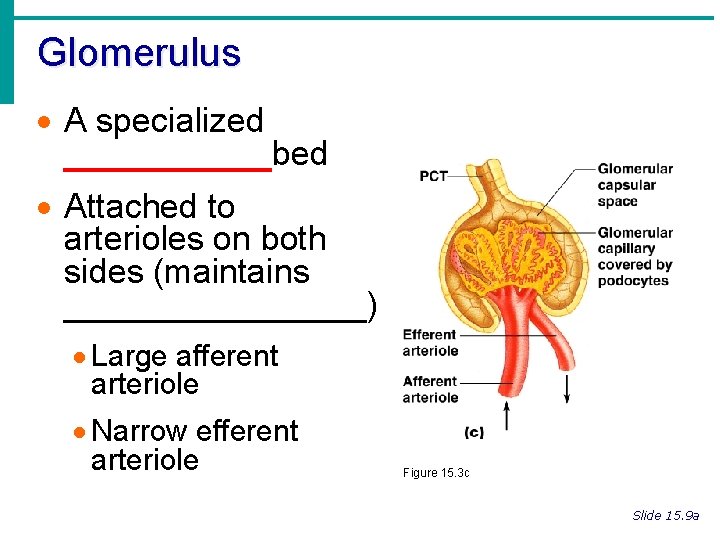 Glomerulus · A specialized ______bed · Attached to arterioles on both sides (maintains ________)