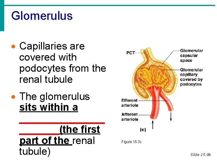 Glomerulus · Capillaries are covered with podocytes from the renal tubule · The glomerulus