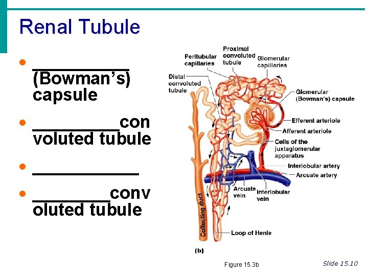 Renal Tubule · _____ (Bowman’s) capsule · _____con voluted tubule · ______ · ____conv