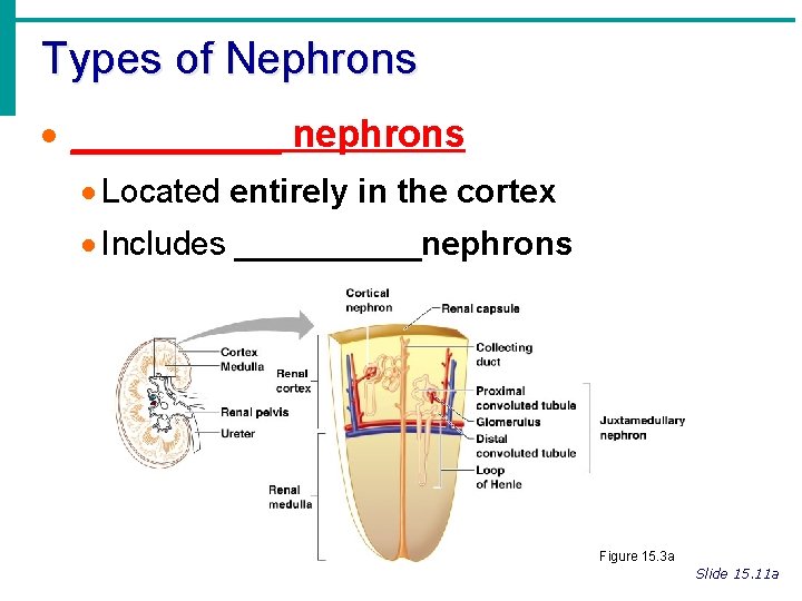 Types of Nephrons · _____ nephrons · Located entirely in the cortex · Includes