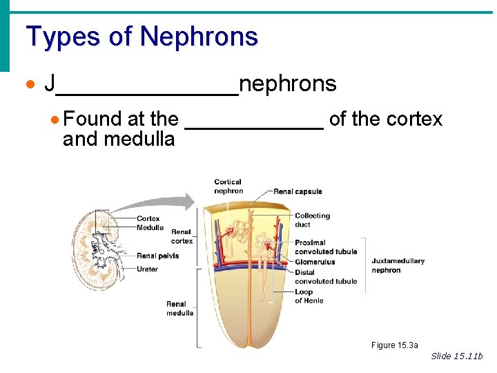 Types of Nephrons · J_______nephrons · Found at the ______ of the cortex and