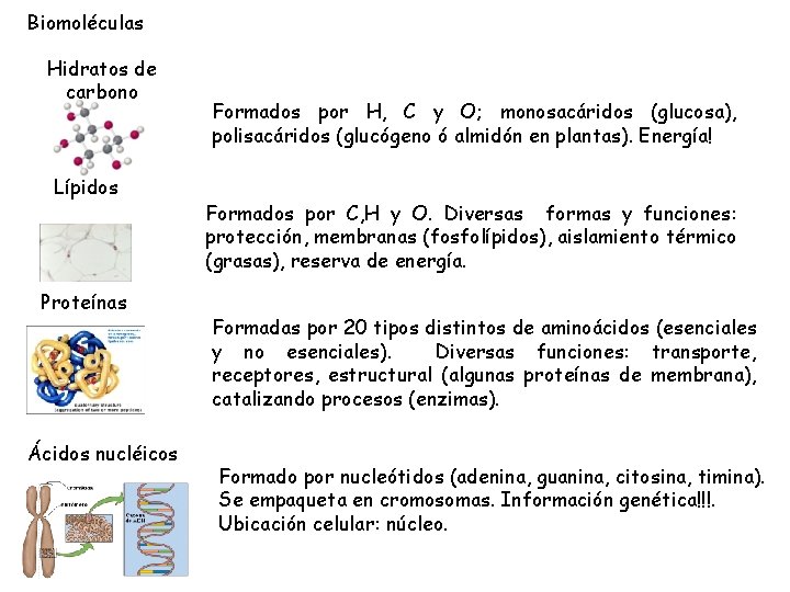 Biomoléculas Hidratos de carbono Lípidos Proteínas Ácidos nucléicos Formados por H, C y O;