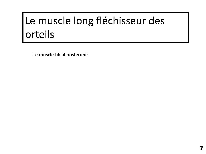 Le muscle long fléchisseur des orteils Le muscle tibial postérieur 7 