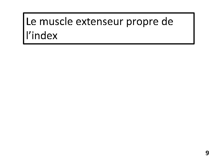 Le muscle extenseur propre de l’index 9 