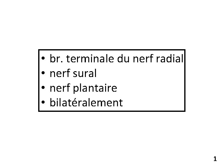  • • br. terminale du nerf radial nerf sural nerf plantaire bilatéralement 1