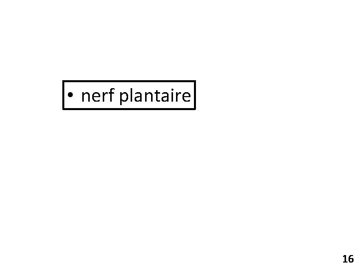  • nerf plantaire 16 