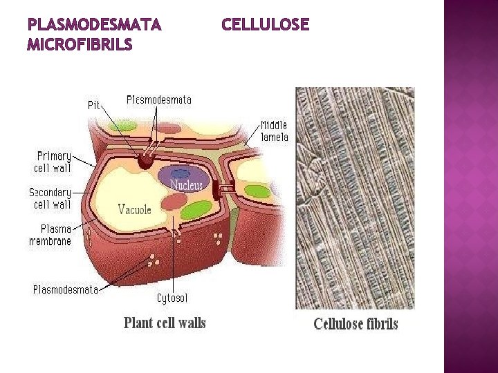 PLASMODESMATA MICROFIBRILS CELLULOSE 