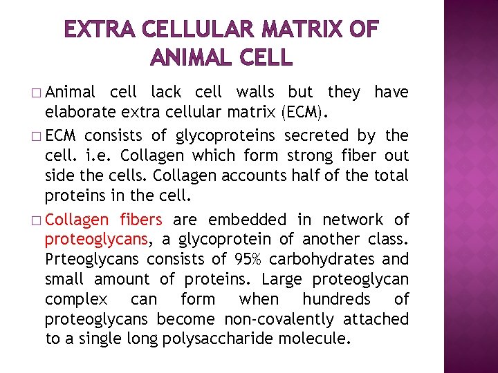 EXTRA CELLULAR MATRIX OF ANIMAL CELL � Animal cell lack cell walls but they