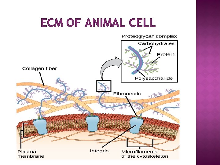 ECM OF ANIMAL CELL 