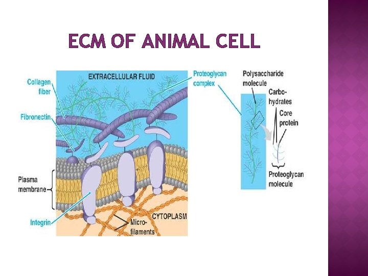 ECM OF ANIMAL CELL 