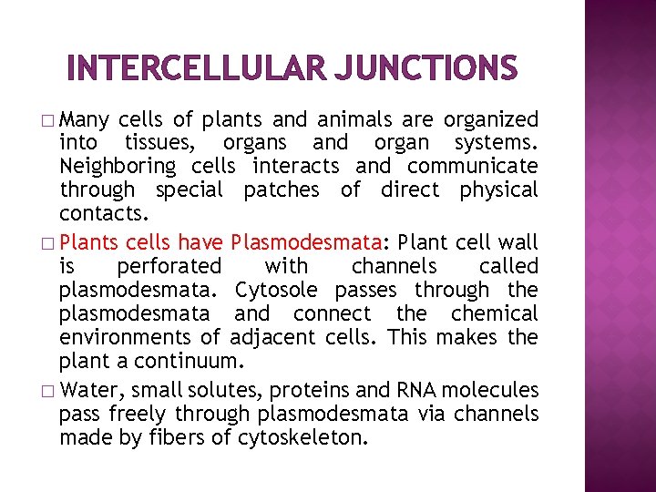 INTERCELLULAR JUNCTIONS � Many cells of plants and animals are organized into tissues, organs