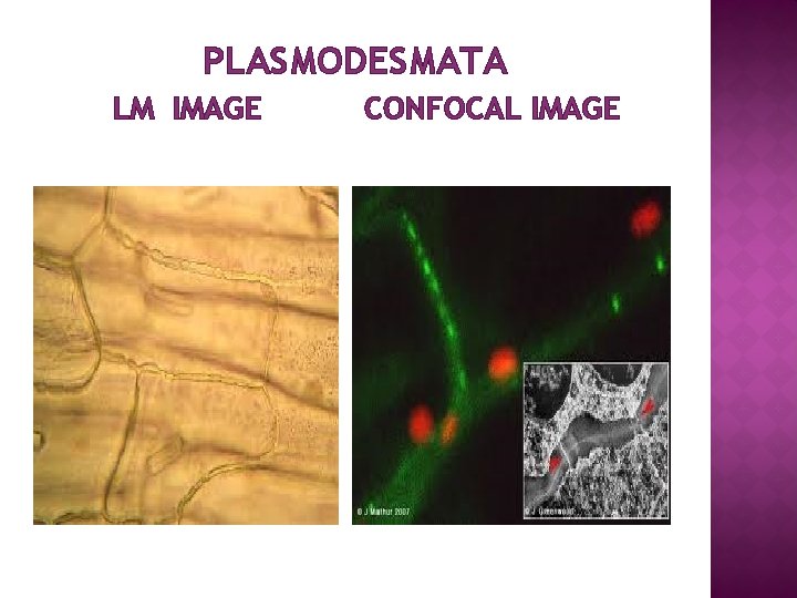 PLASMODESMATA LM IMAGE CONFOCAL IMAGE 