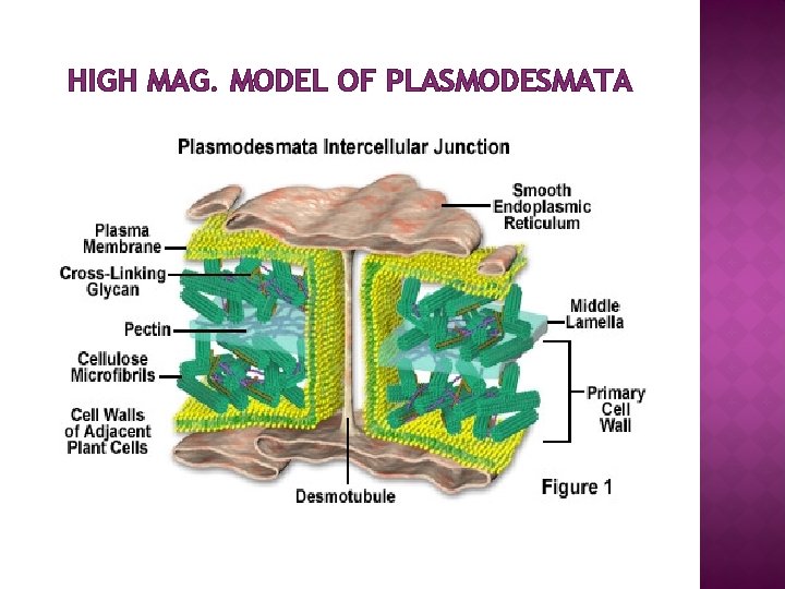 HIGH MAG. MODEL OF PLASMODESMATA 