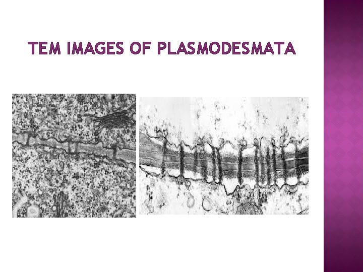 TEM IMAGES OF PLASMODESMATA 