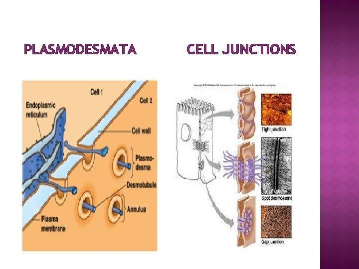 PLASMODESMATA CELL JUNCTIONS 