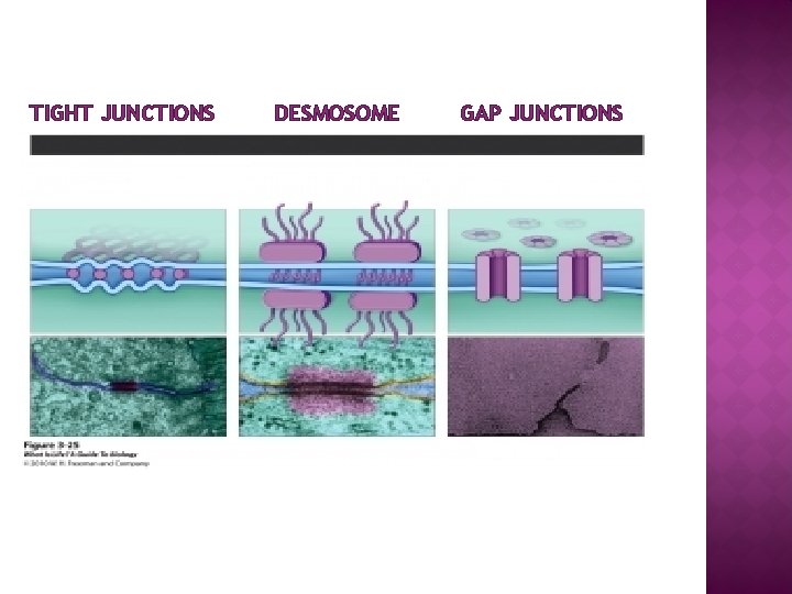 TIGHT JUNCTIONS DESMOSOME GAP JUNCTIONS 