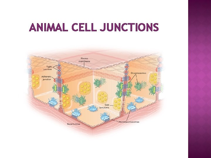 ANIMAL CELL JUNCTIONS 