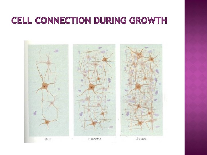 CELL CONNECTION DURING GROWTH 