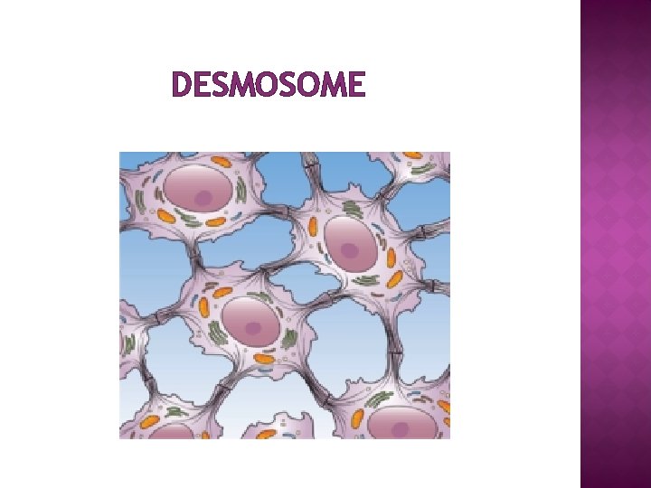 DESMOSOME 