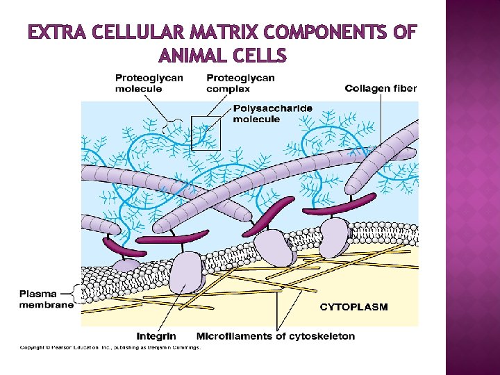 EXTRA CELLULAR MATRIX COMPONENTS OF ANIMAL CELLS 