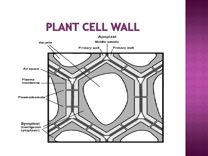 PLANT CELL WALL 