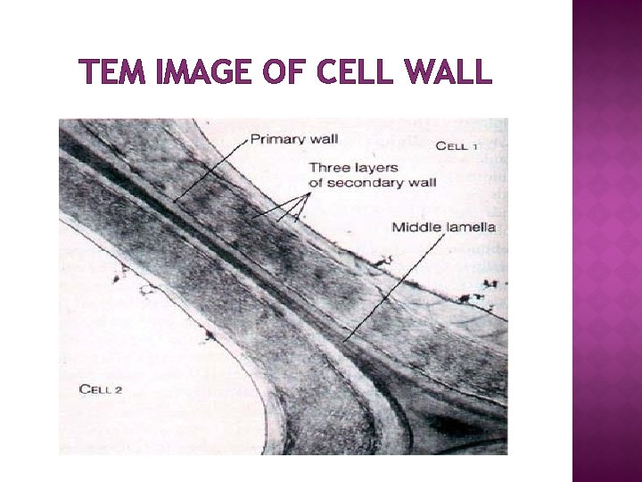 TEM IMAGE OF CELL WALL 