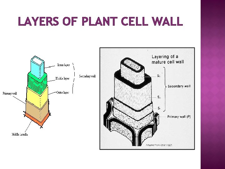 LAYERS OF PLANT CELL WALL 