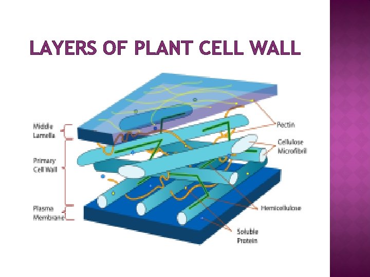 LAYERS OF PLANT CELL WALL 