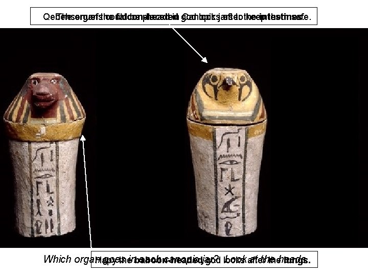 Qebehsenuef The organsthe could falcon-headed be placed in god Canopic looksjars after to the Qebehsenuef The organsthe could falcon-headed be placed in god Canopic looksjars after to the