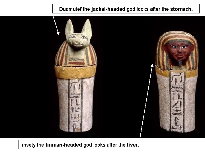 Duamutef the jackal-headed god looks after the stomach. Imsety the human-headed god looks after Duamutef the jackal-headed god looks after the stomach. Imsety the human-headed god looks after