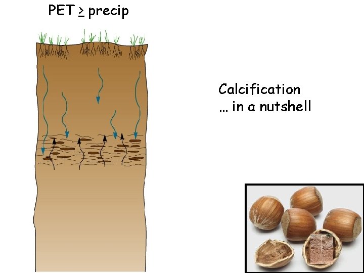 PET > precip Calcification … in a nutshell PET > precip Calcification … in a nutshell