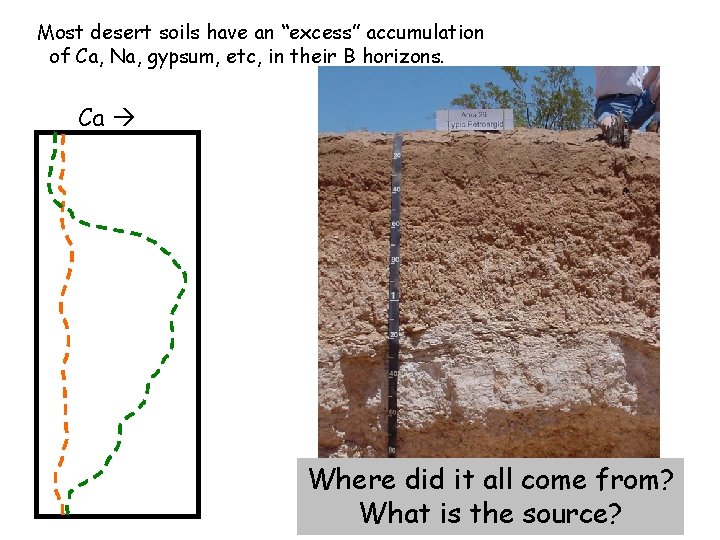 Most desert soils have an “excess” accumulation of Ca, Na, gypsum, etc, in their Most desert soils have an “excess” accumulation of Ca, Na, gypsum, etc, in their