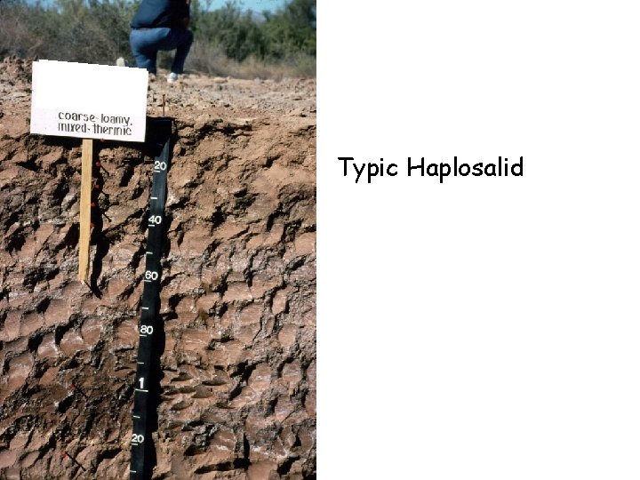 Typic Haplosalid Typic Haplosalid