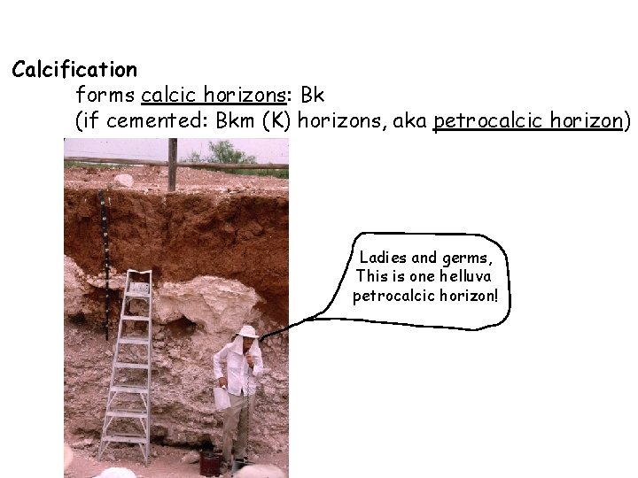 Calcification forms calcic horizons: Bk (if cemented: Bkm (K) horizons, aka petrocalcic horizon) Ladies Calcification forms calcic horizons: Bk (if cemented: Bkm (K) horizons, aka petrocalcic horizon) Ladies