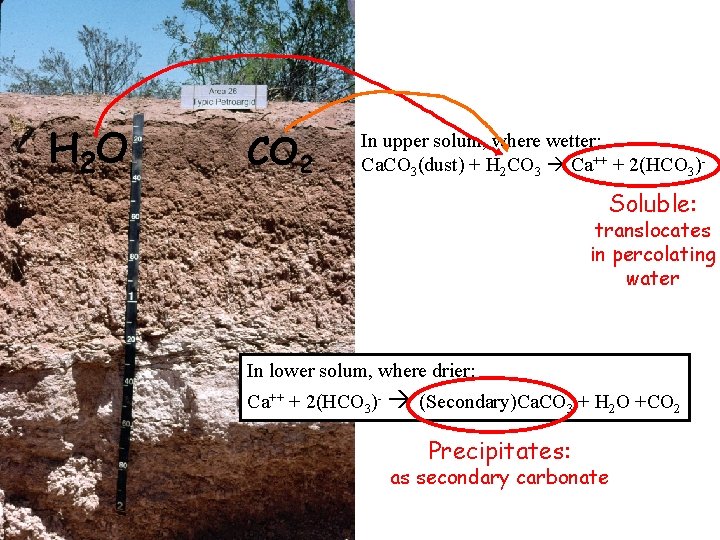 H 2 O CO 2 In upper solum, where wetter: Ca. CO 3(dust) + H 2 O CO 2 In upper solum, where wetter: Ca. CO 3(dust) +