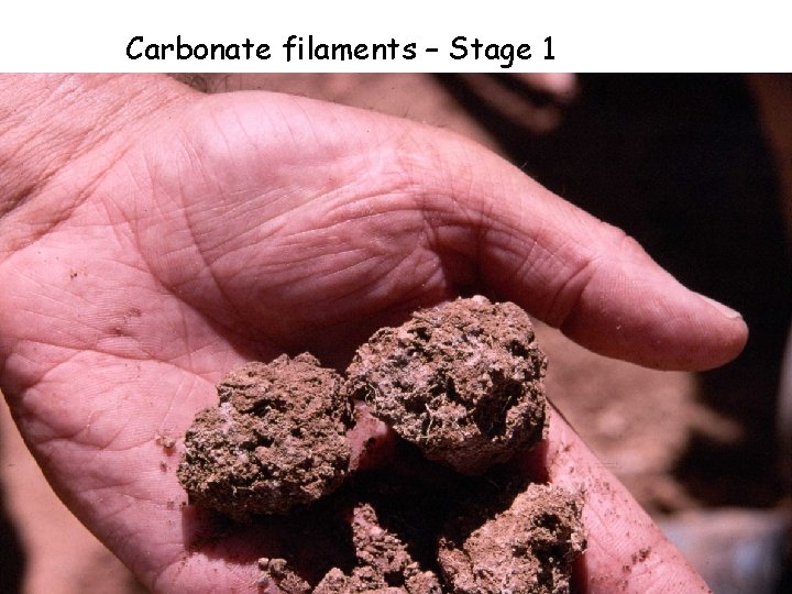 Carbonate filaments – Stage 1 Carbonate filaments – Stage 1